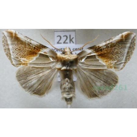 Habrosyne pyritoides (Hufnagel, 1766) Pluszówka agatka Czech22k